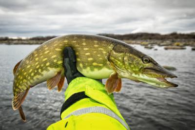 Pêche du Brochet au leurre souple