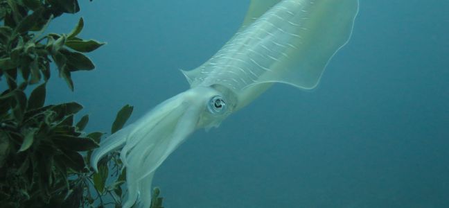 Comment choisir sa turlutte pour pêcher le Calamar ?